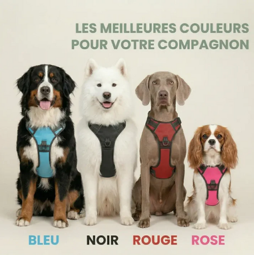 HARNAIS ANTI-TRACTION CANOVA™